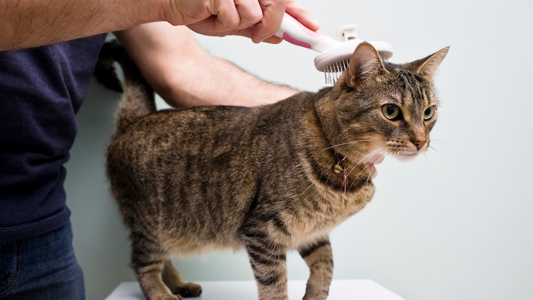 Cat Dandruff Causes Treatments Purina UK